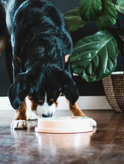    zippy-paws-Smarty-paw-jouet-puzzle-enrichissement-pour-chien-wagging-wheel