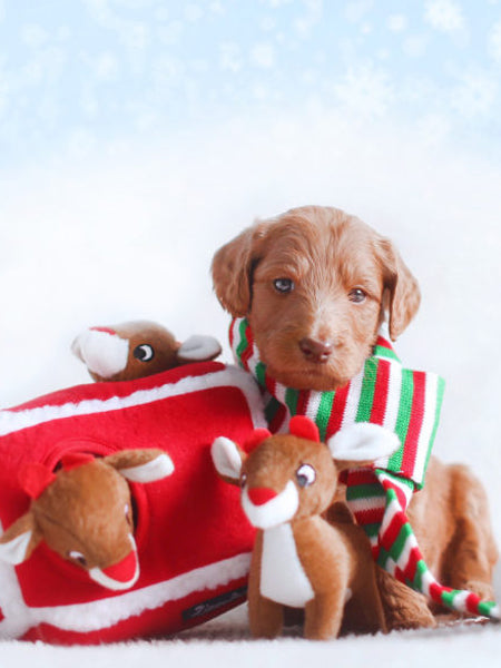 zippy-paws-peluche-pour-chien-rennes-noel